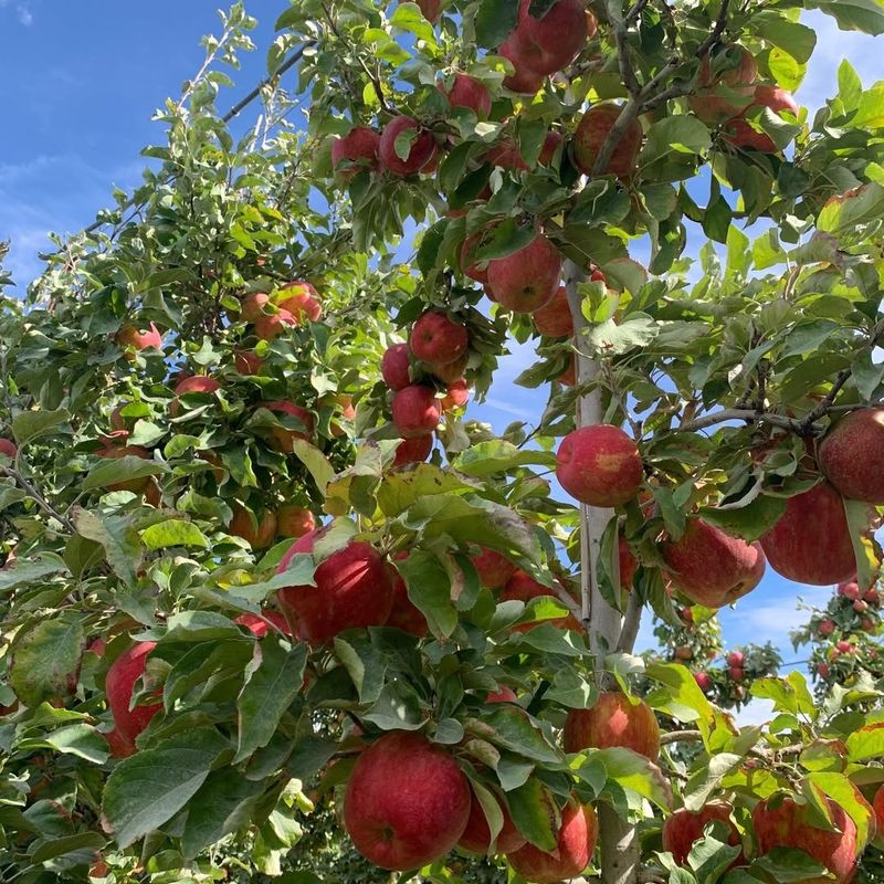 Apple And Pear Trees