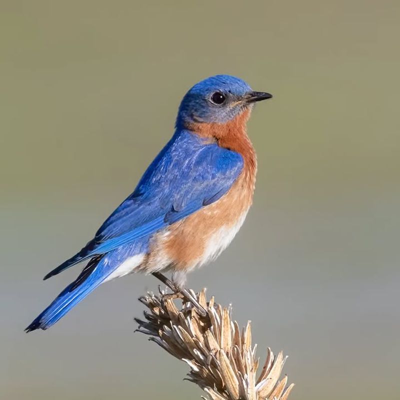 Eastern Bluebird