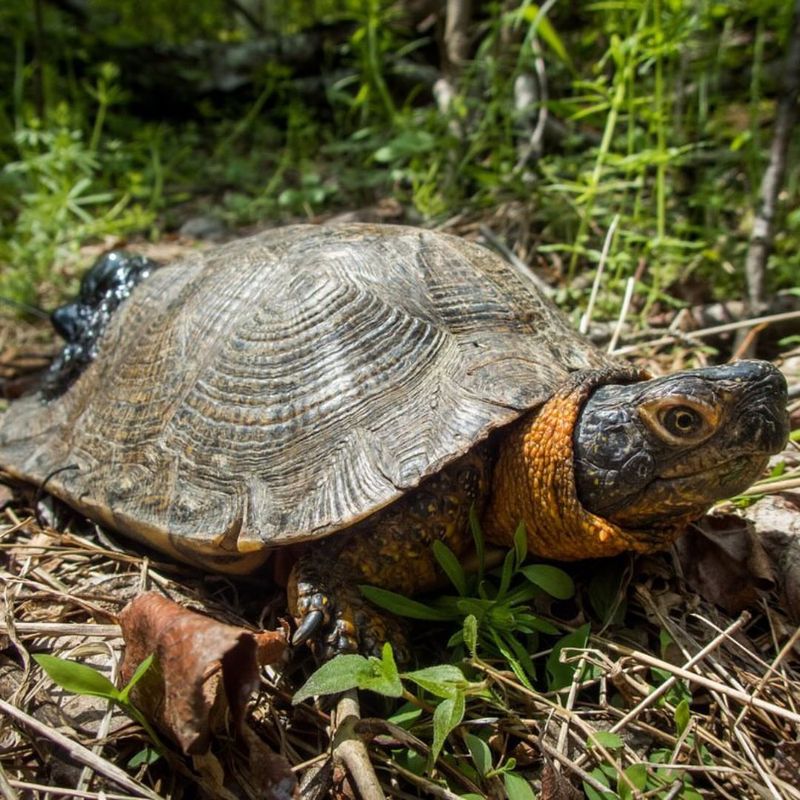 Wood Turtle