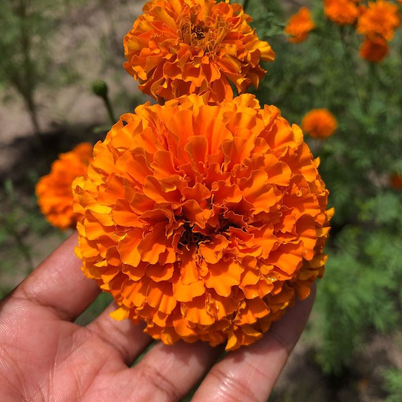 Marigolds