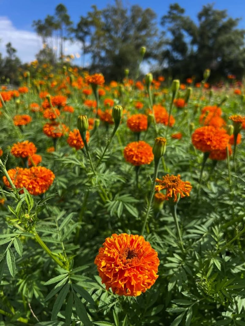 Marigolds