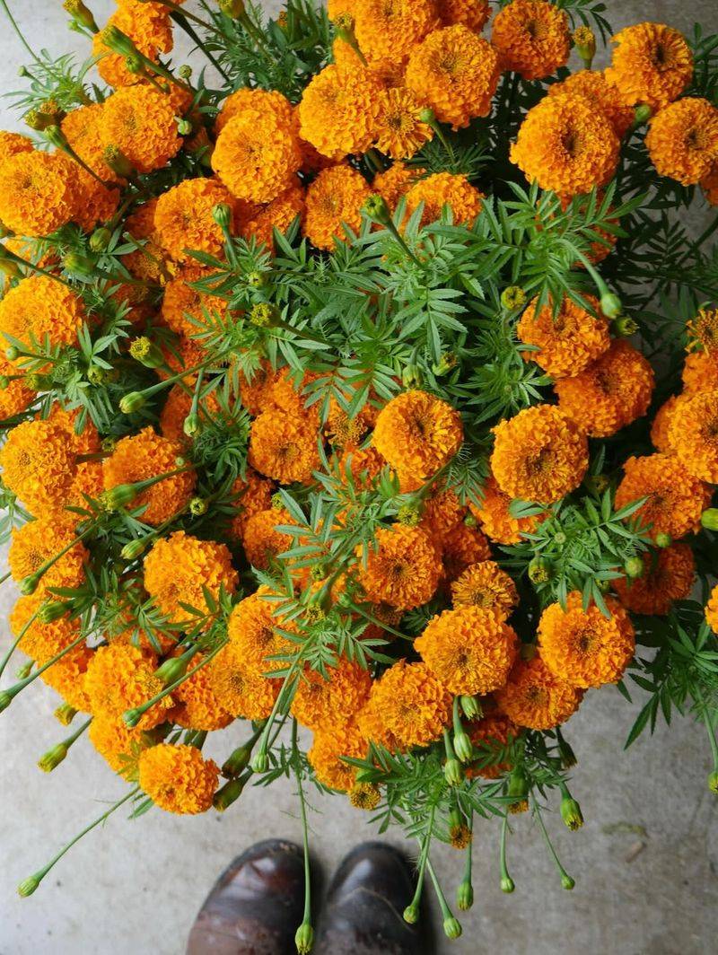 Marigolds
