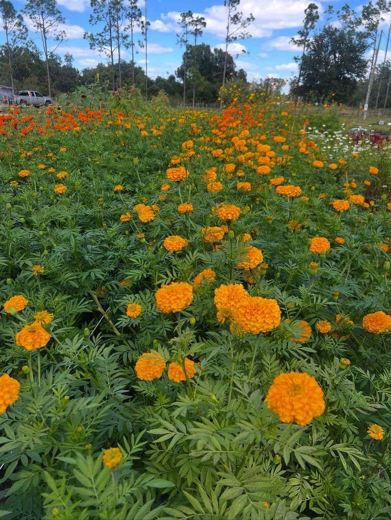 Marigolds