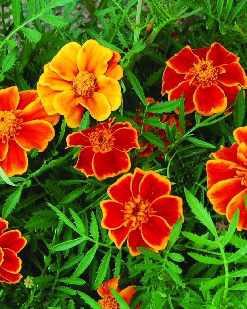 Marigolds