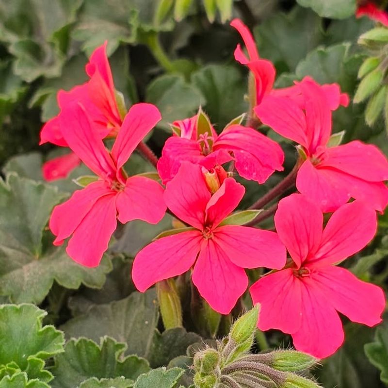 Geraniums