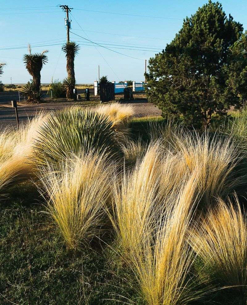 Mexican Feather Grass