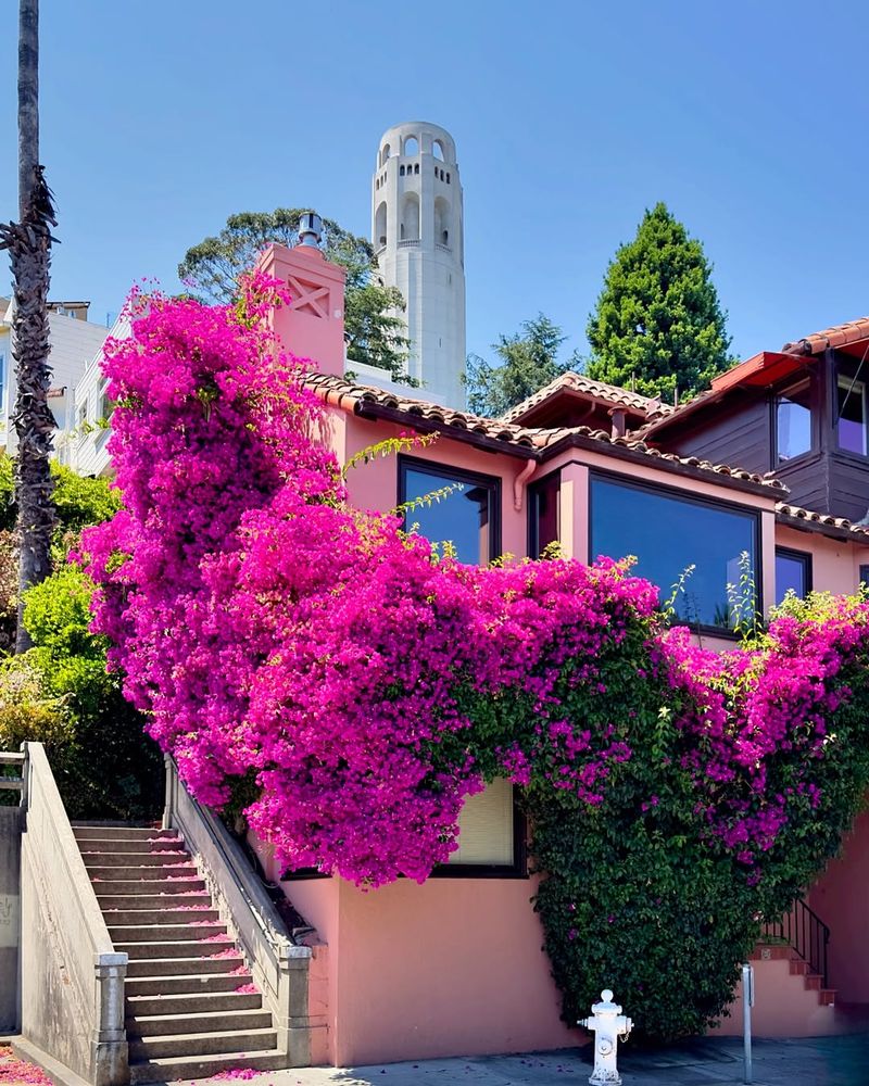 Bougainvillea