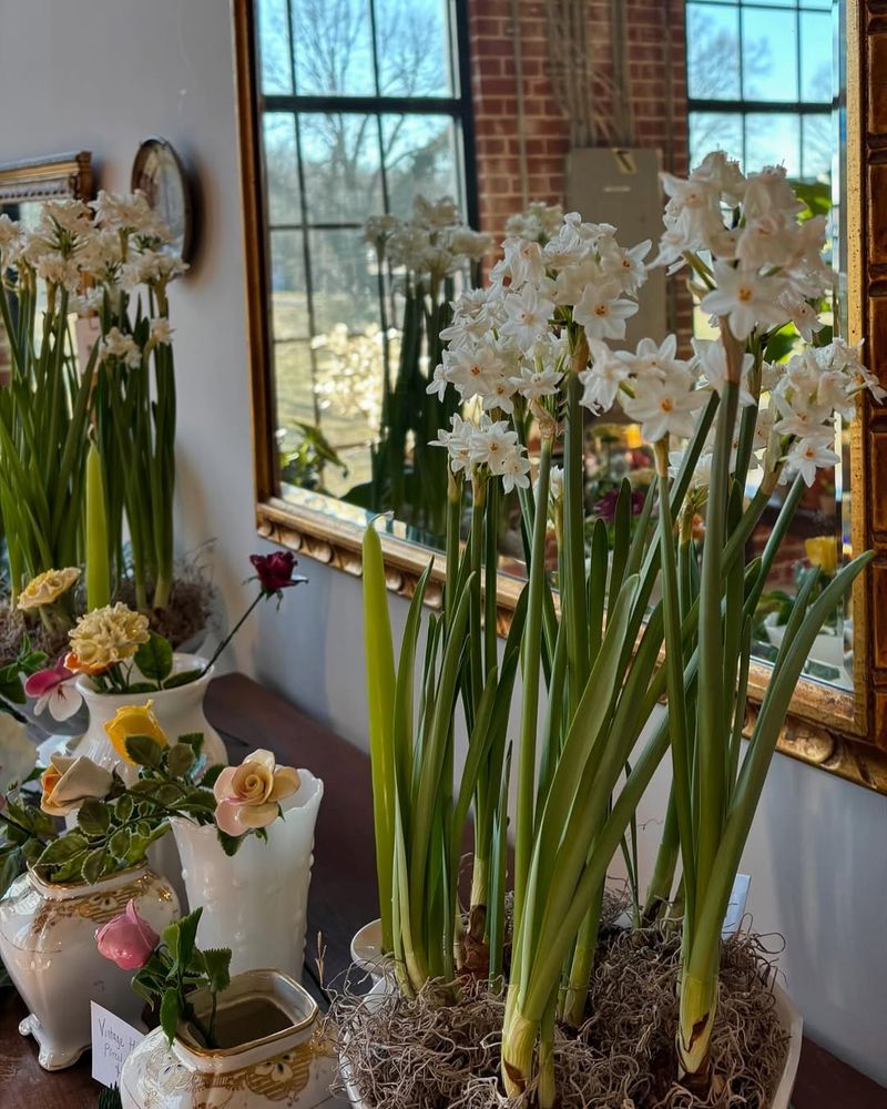 Paperwhite Narcissus For Instant Fragrance