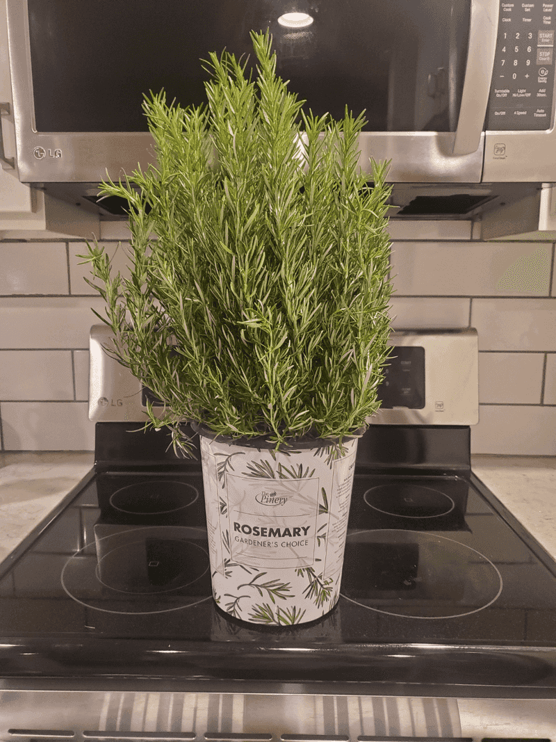 Fragrant Kitchen Windowsills Become Virginia's New Design Statement