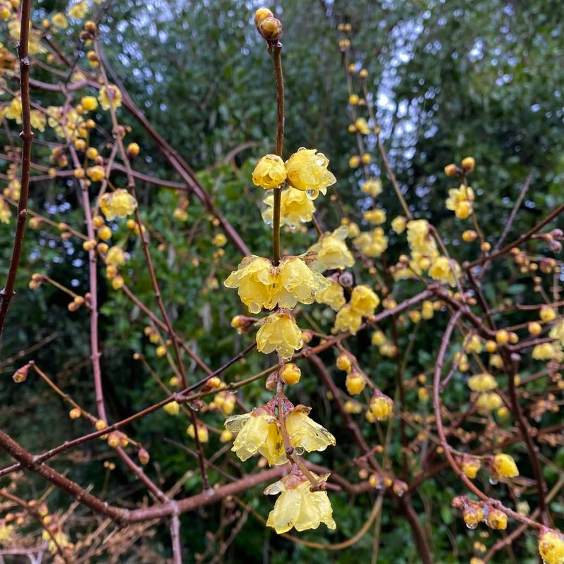 Wintersweet Surprises With Early Blooms