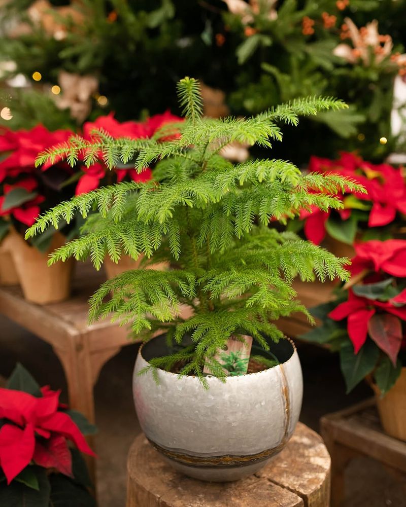 Norfolk Island Pine