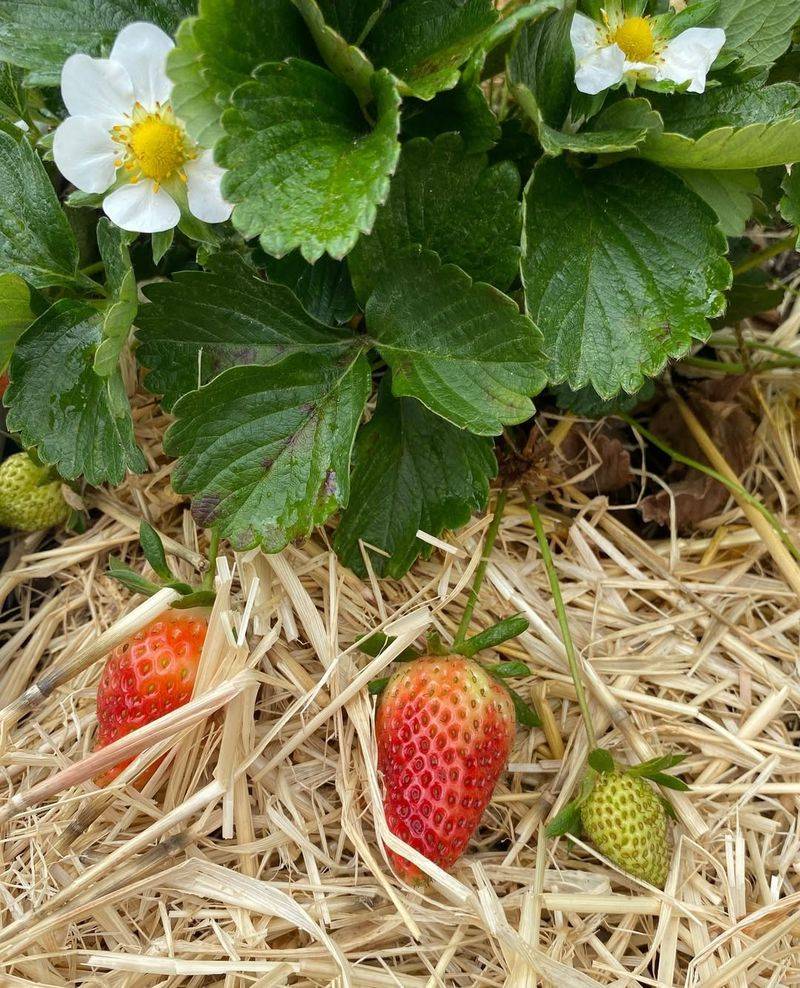 Strawberries