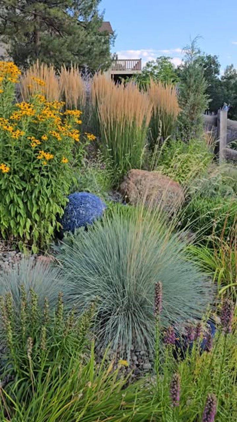 Ornamental Grasses
