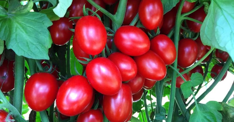 Tomatoes and Peppers Produce Heavier Yields