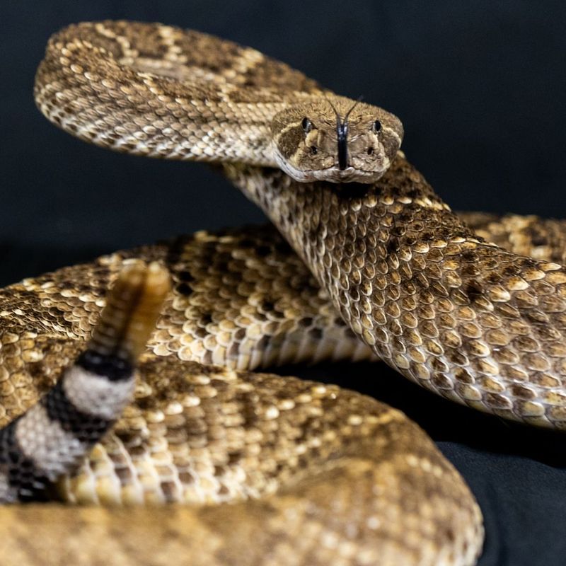 Western Diamondback Rattlesnake