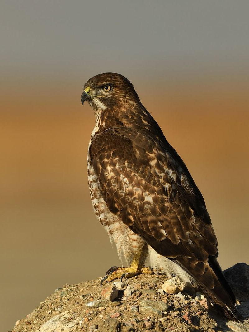 Red-Tailed Hawk