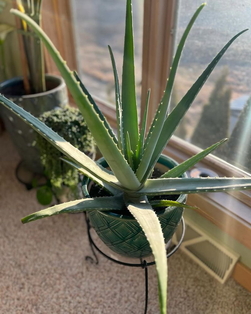 Aloe Vera