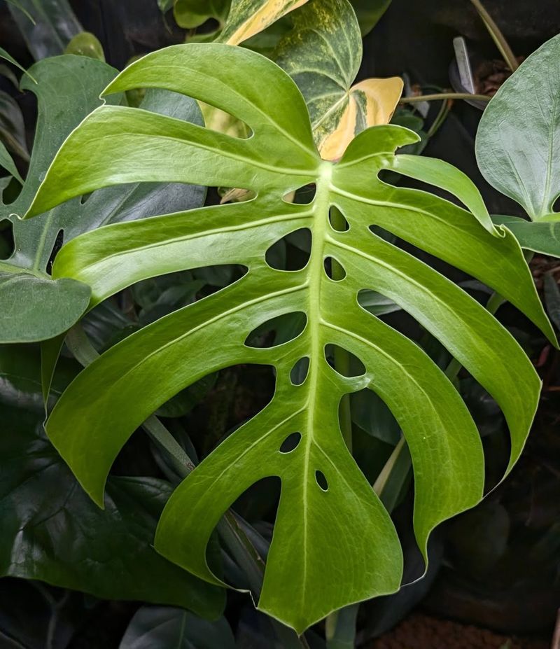 Monstera Deliciosa