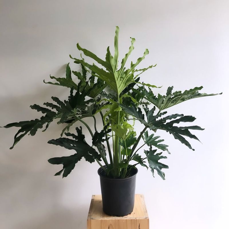 Philodendron Selloum