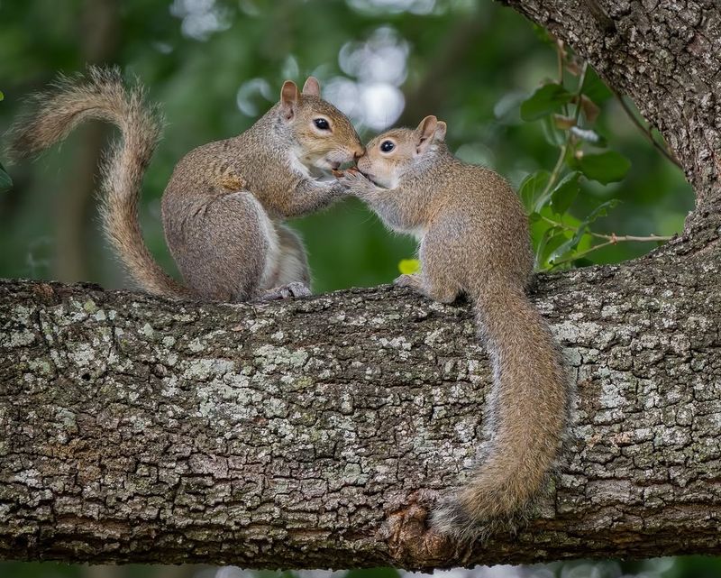 Gray Squirrel