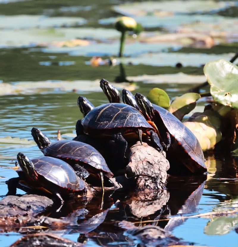Painted Turtles Sunbathing In Ponds
