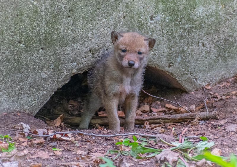 Ignoring A Coyote Den Near Your Home