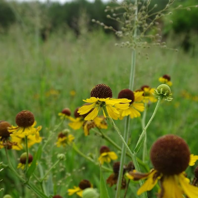 Virginia Sneezeweed