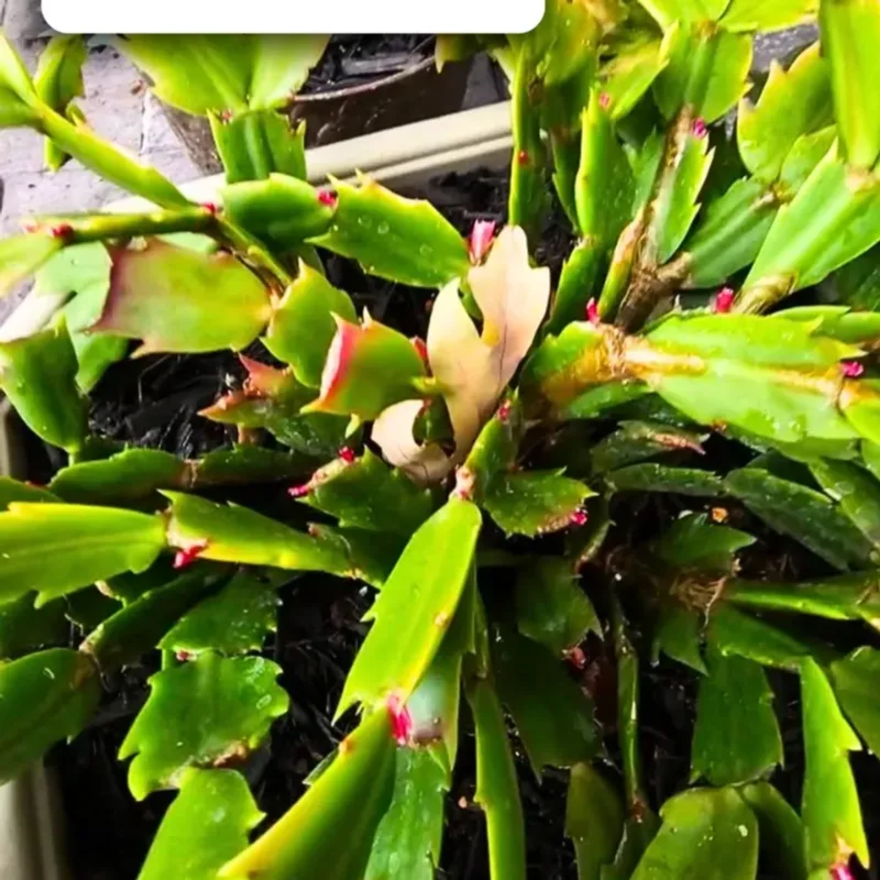 Trusting Well-Meaning But Wrong Advice