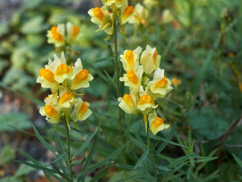 Dalmatian Toadflax