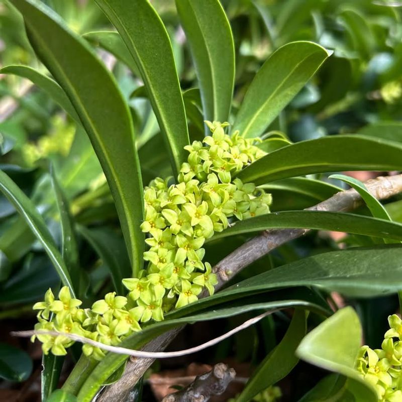Spurge Laurel