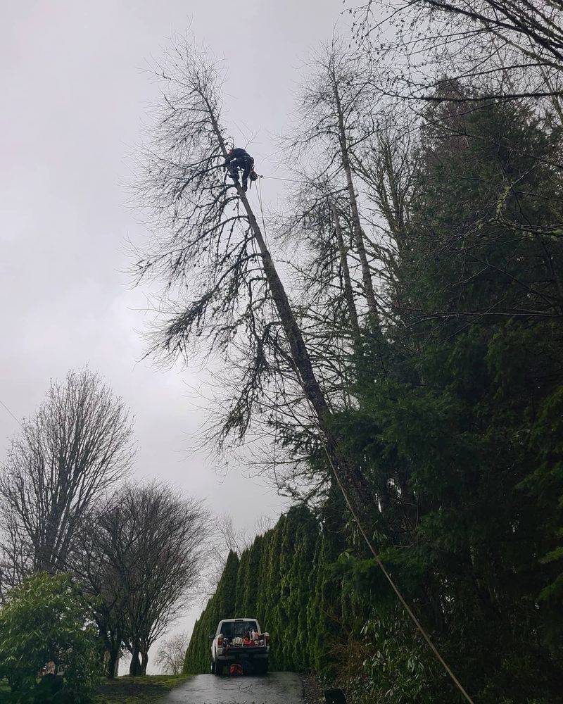 Leaning Trees Over Public Rights-of-Way