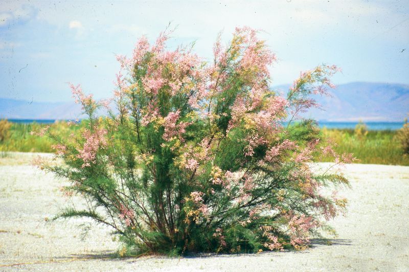 Saltcedar (Tamarisk)
