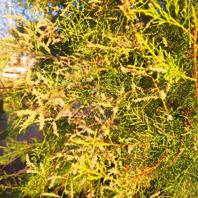 Salt Cedar (Tamarisk)