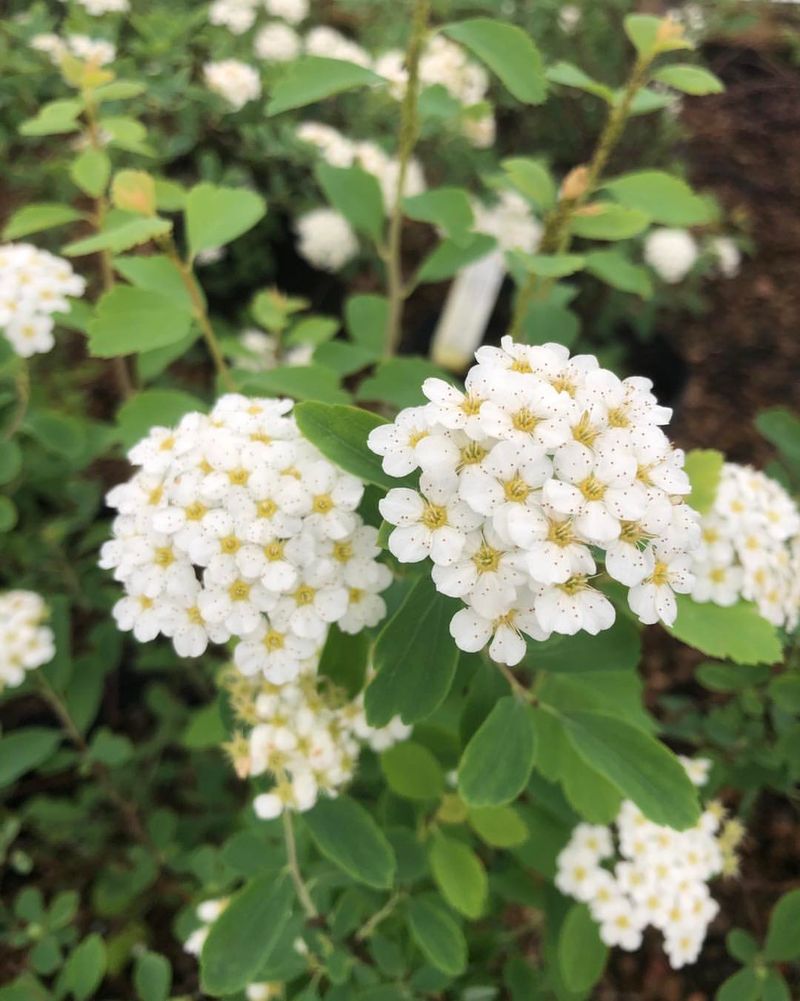 Spirea