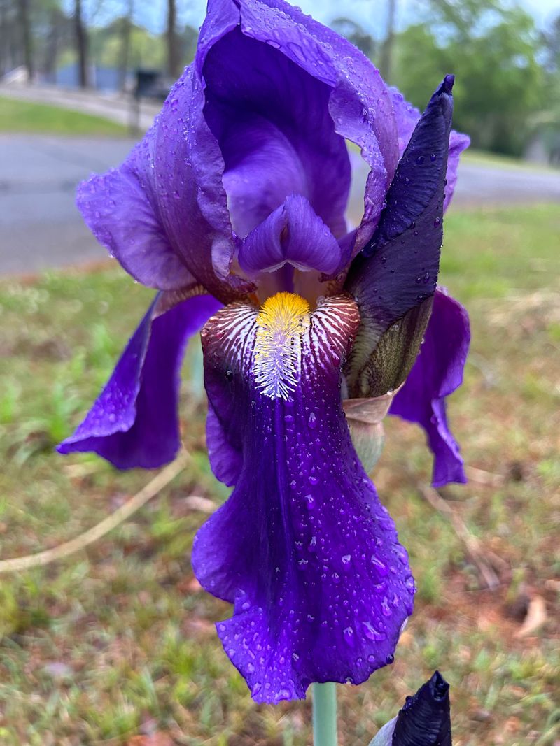 Iris
