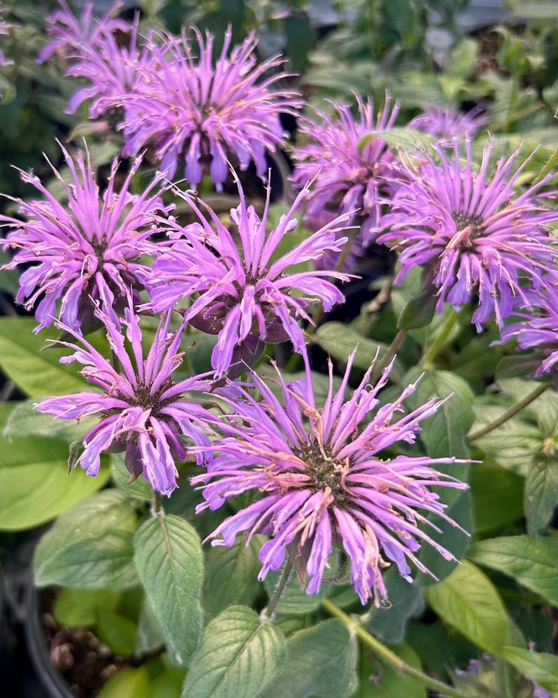 Bee Balm (Monarda)