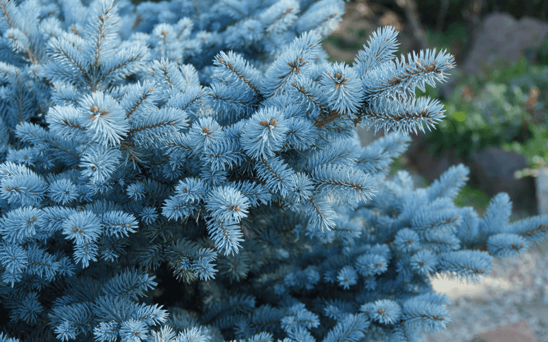 Blue Spruce