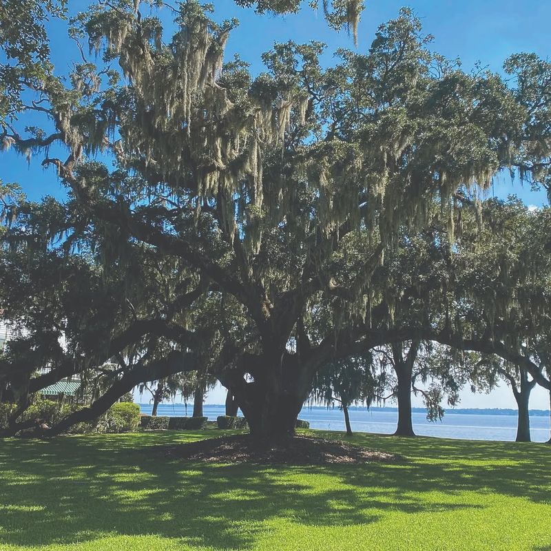 Live Oak Trees