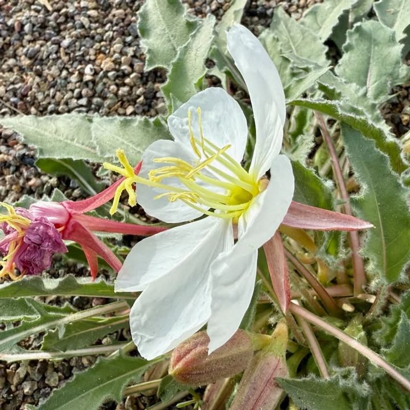 Arizona Evening Primrose