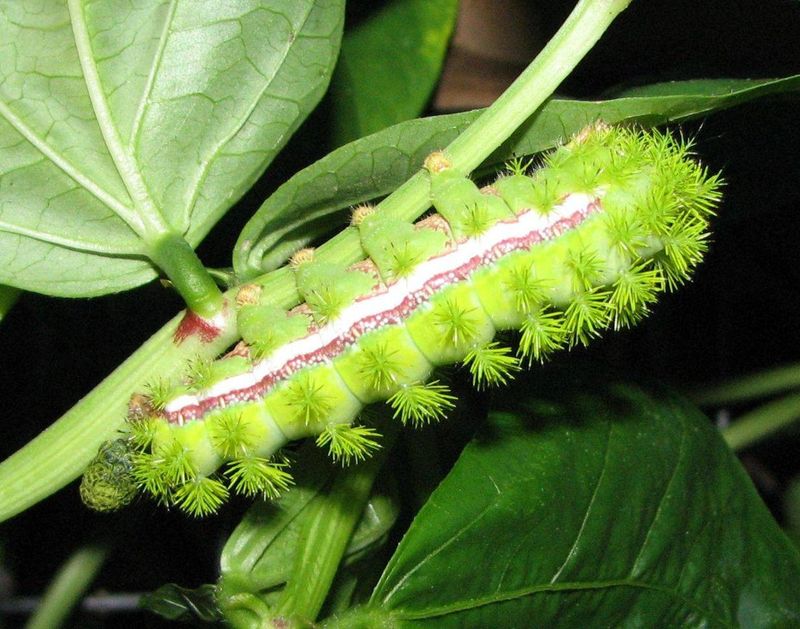 Io Moth Caterpillar