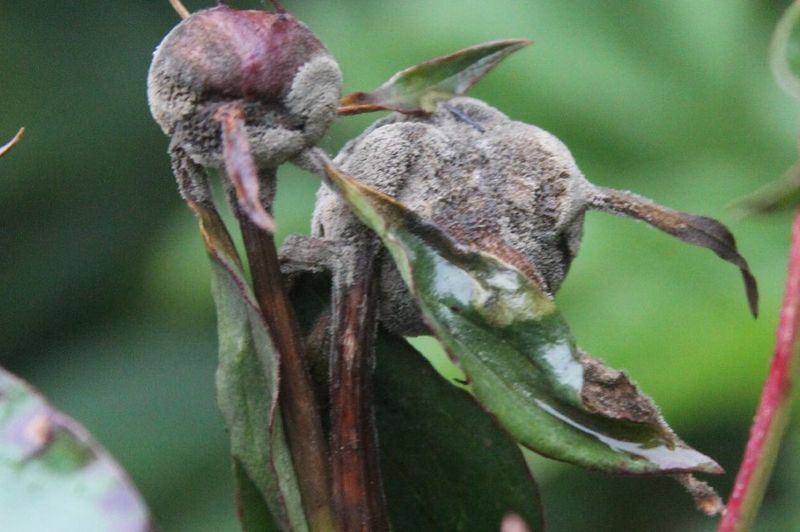 Prevents Fungal Growth In Humid Climates