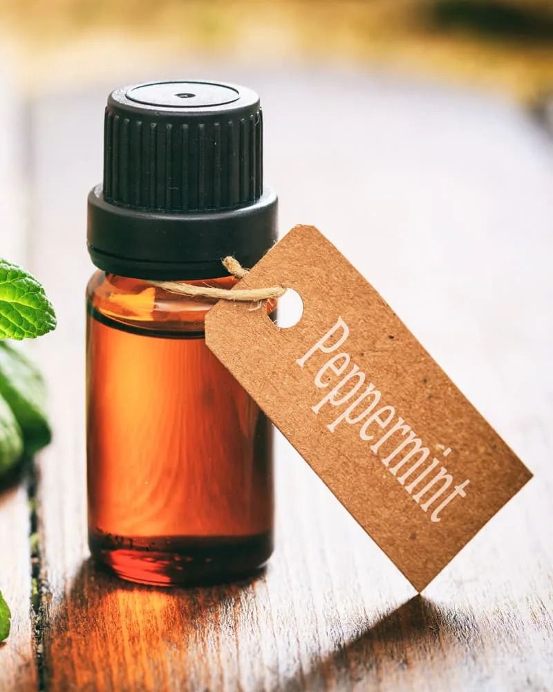 Prevents Disease Spread From Rodent Contact