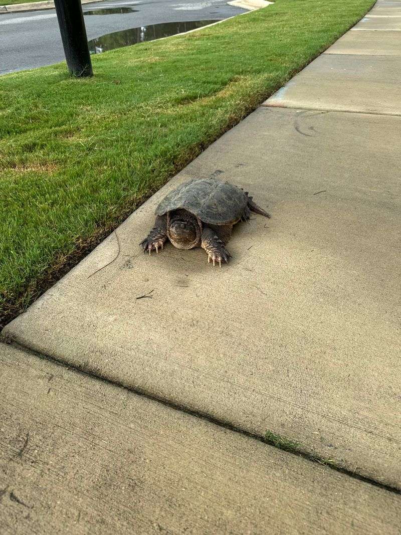 Prevent Future Yard Visits