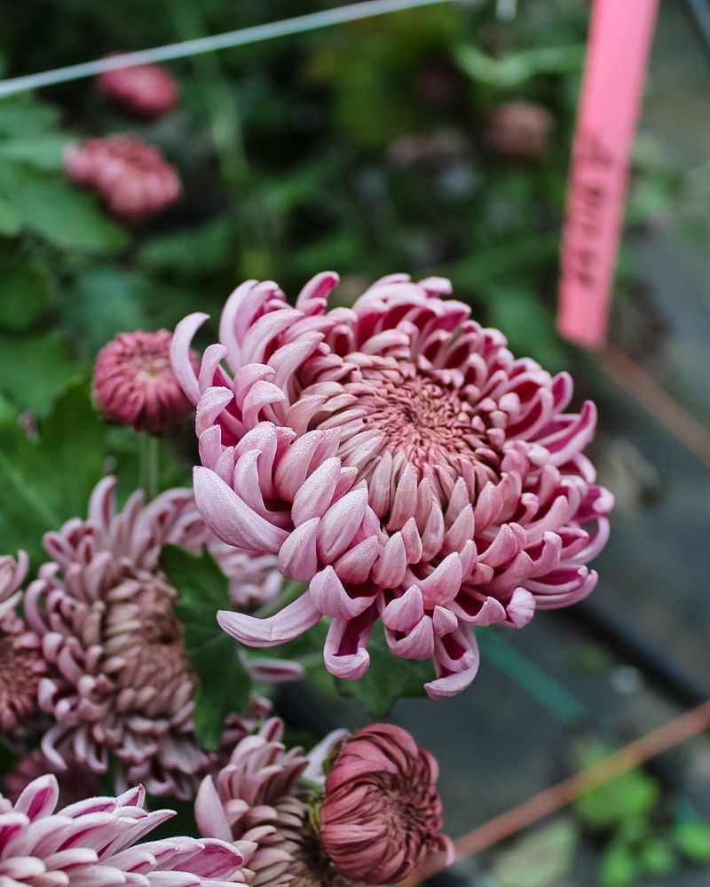 Chrysanthemums
