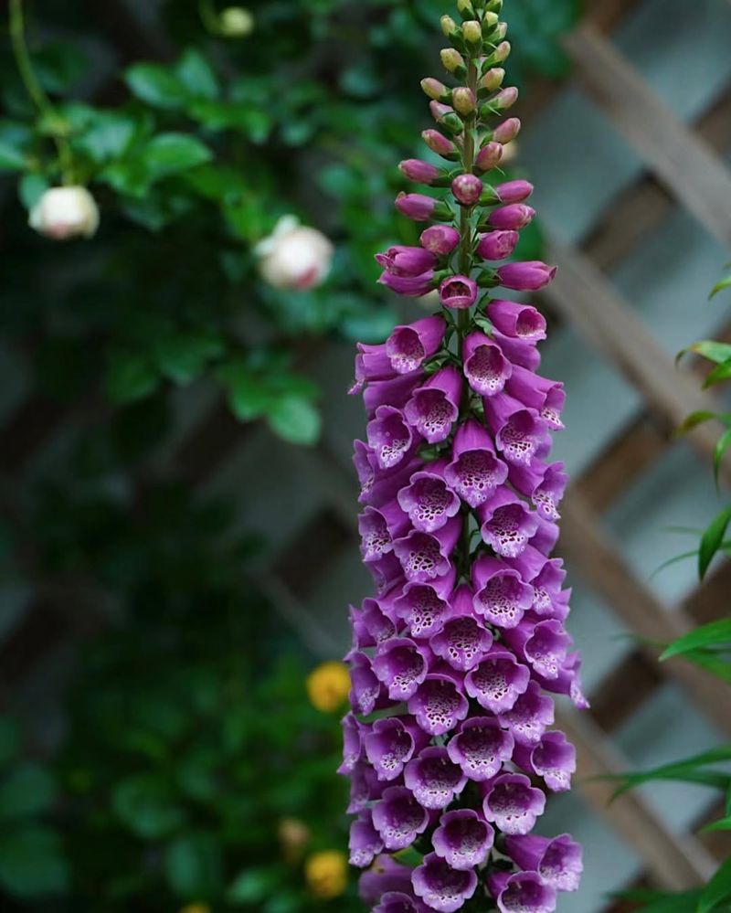 Foxglove