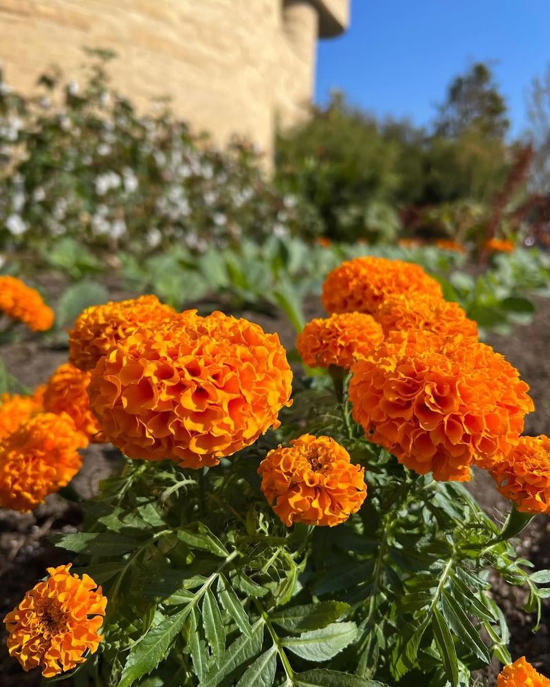 Marigolds