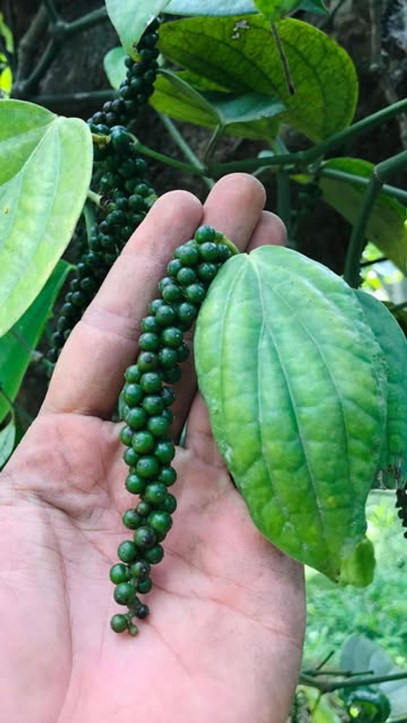 Black Pepper Plant