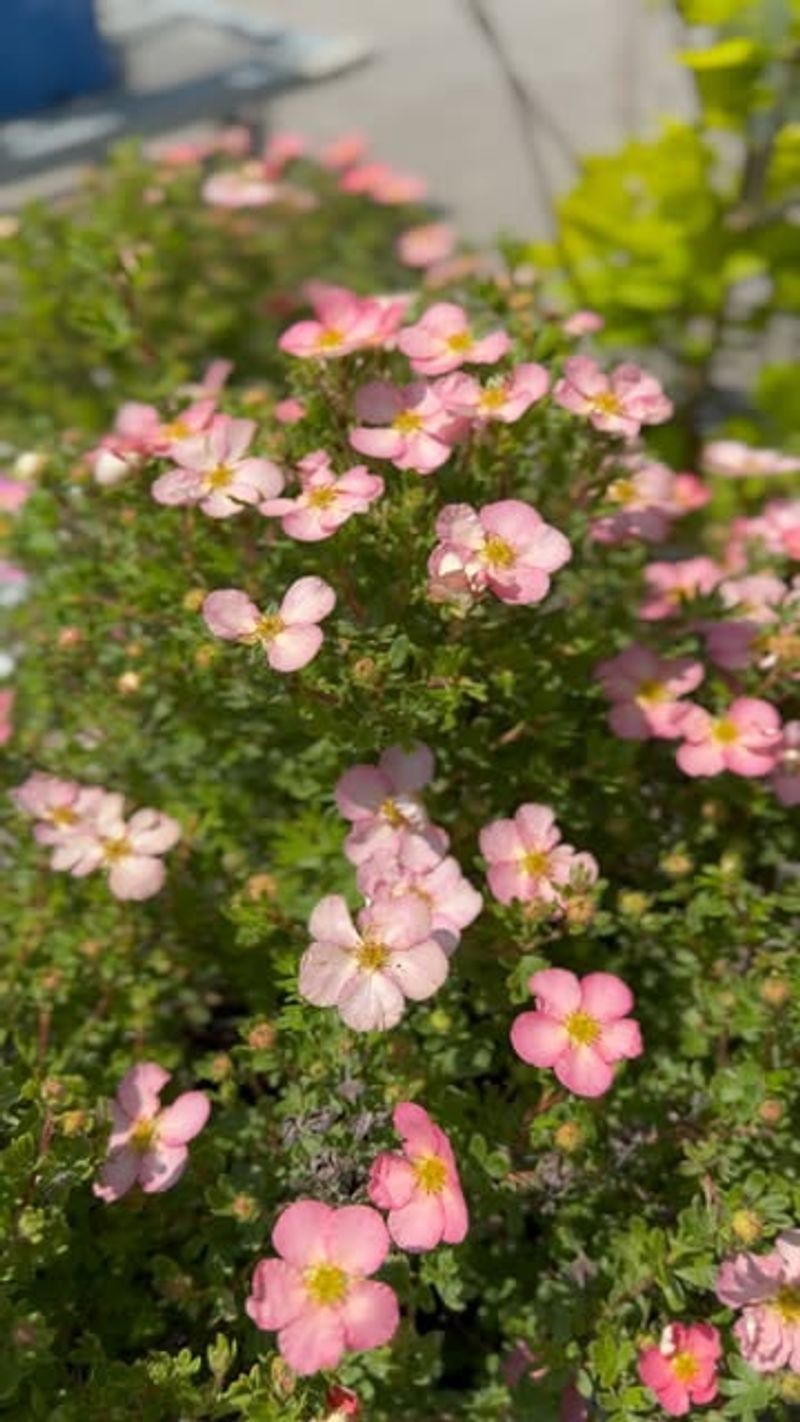 Potentilla