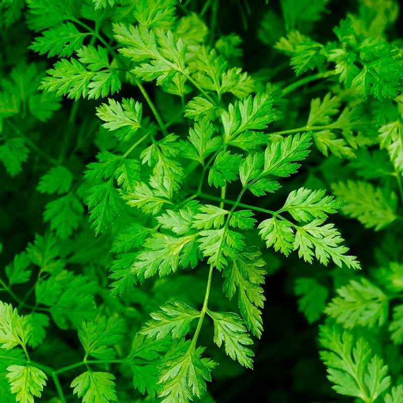 Tarragon And Chervil
