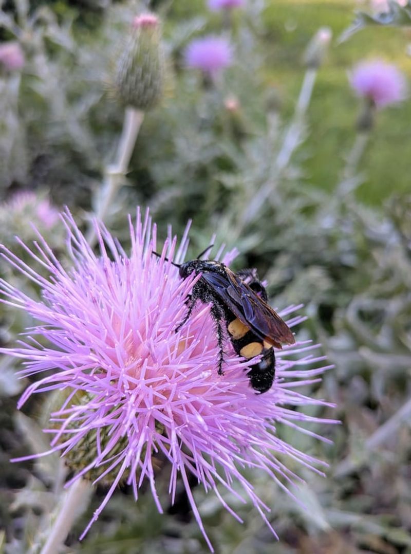 Musk Thistle